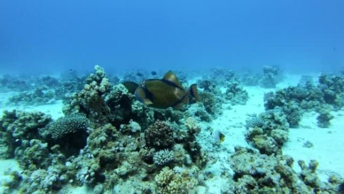 探索红海著名的潜水点。潜水员进入塞勒姆快车沉船。气泡接触相机镜头