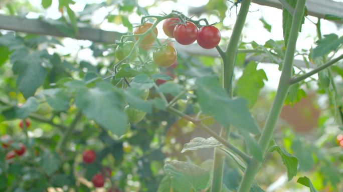 农作物 有机农场 蔬菜 西红柿 滴水