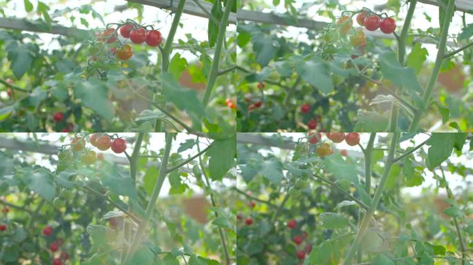 农作物 有机农场 蔬菜 西红柿 滴水
