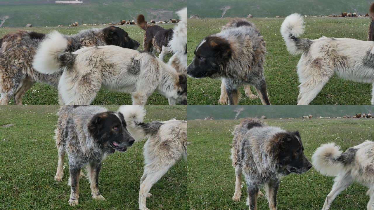 毛茸茸的大狗在山里吃牛。山区牧场的一群羊由大狗看守，帮助人们操纵牛群。保护绵羊免受掠食者的侵害