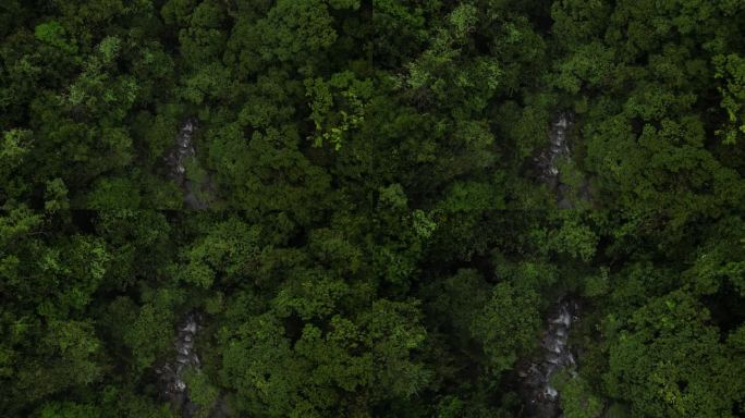 俯瞰森林  俯视大地