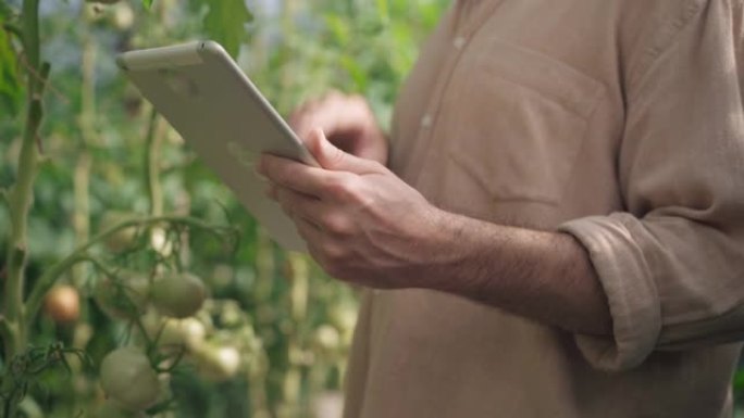 站在温室里上网的男性农民手中的平板电脑。无法识别的白人年轻自信的人从温室订购肥料或在线出售农作物。园