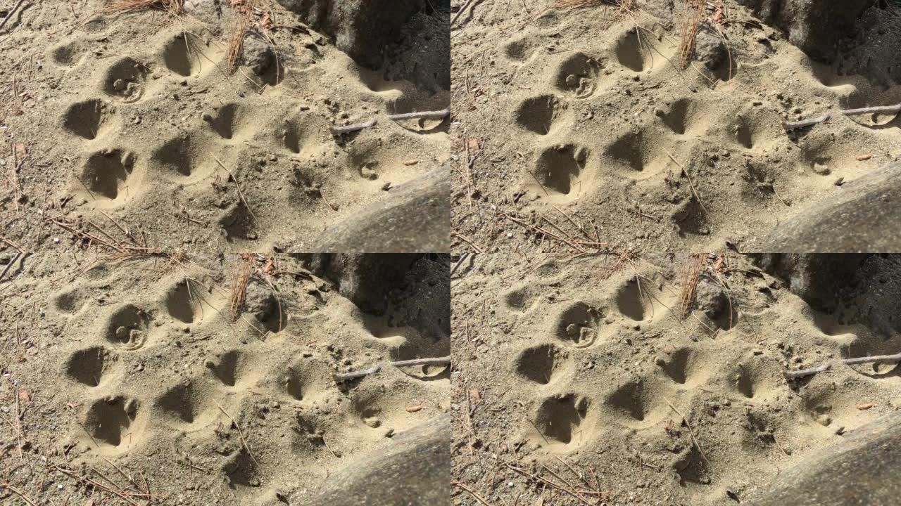 沙子中有几个蚂蚁陷阱，沙子被甩出