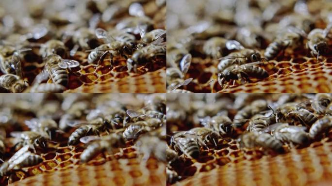 蜜蜂覆盖蜂窝。极端特写