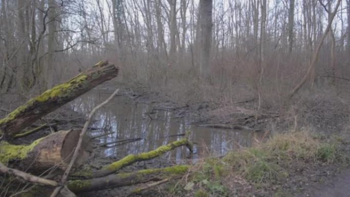 看到有枯树的湖附近的一条小河