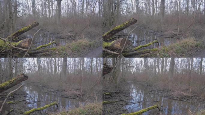 看到有枯树的湖附近的一条小河