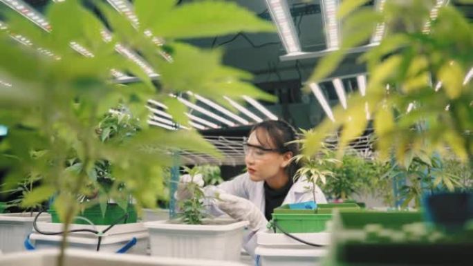 在商业有机苗圃工作的亚洲科学家检查植物的生长。