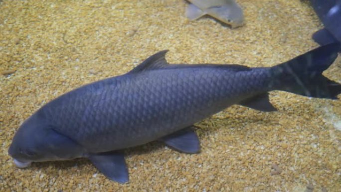大型灰色鱼在水族馆游泳-V2