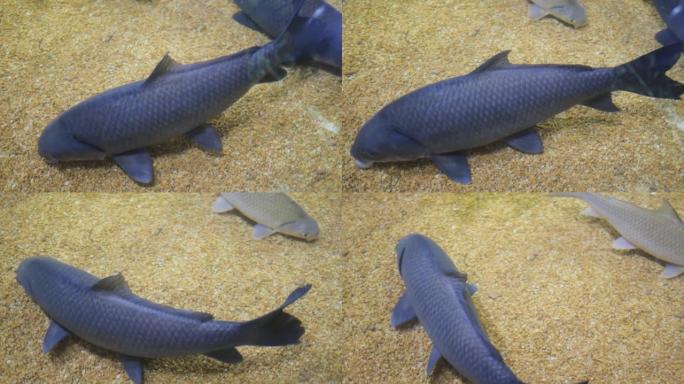 大型灰色鱼在水族馆游泳-V2