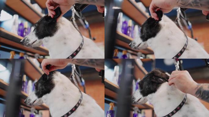 专业为狗美容在动物园沙龙中，美容师洗完后正在干燥可爱的狗的头发