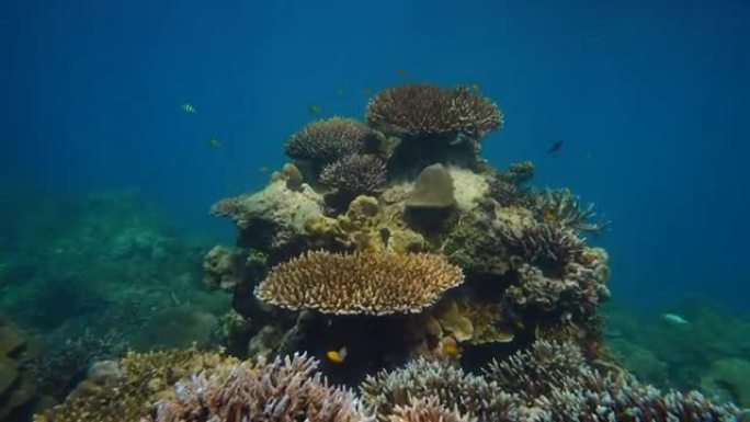 水下彩色珊瑚场景生长鱼群景观