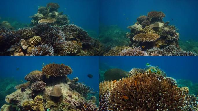 水下彩色珊瑚场景生长鱼群景观