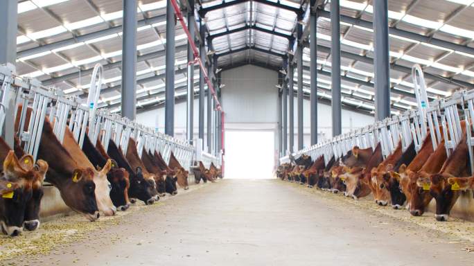农业 养牛厂房 养牛 牛场畜牧业粪便处理