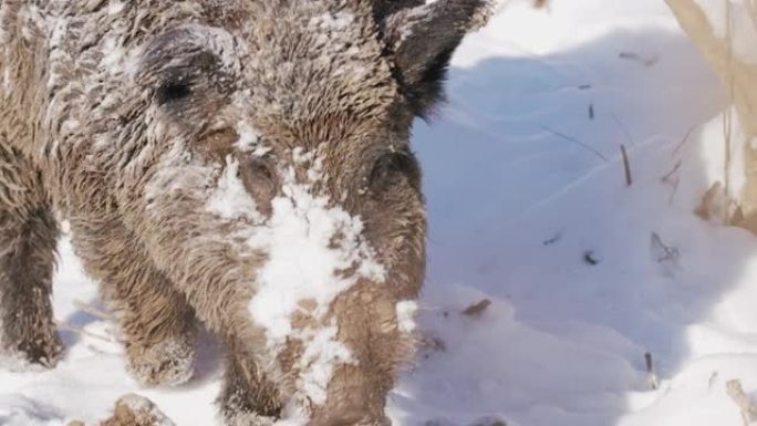 雪中野猪的细节镜头