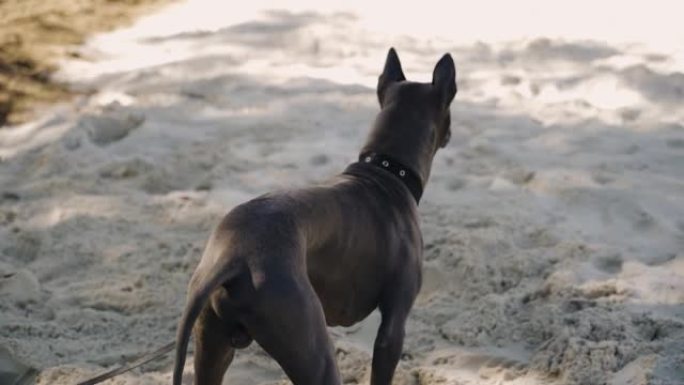 狗站在沙滩上，用前爪挖它。射击狗娱乐