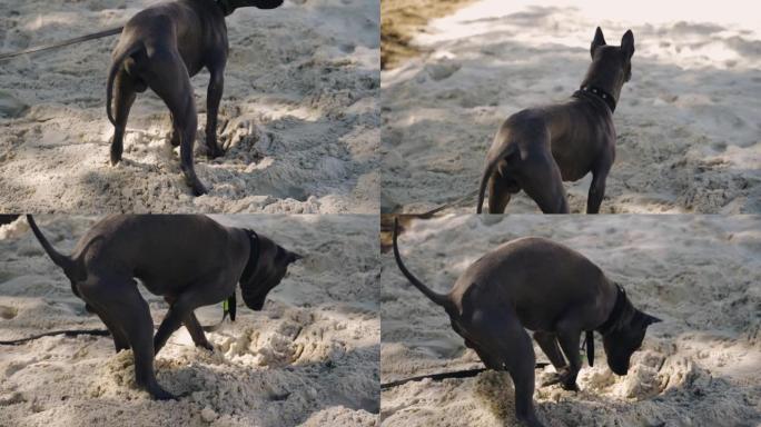狗站在沙滩上，用前爪挖它。射击狗娱乐