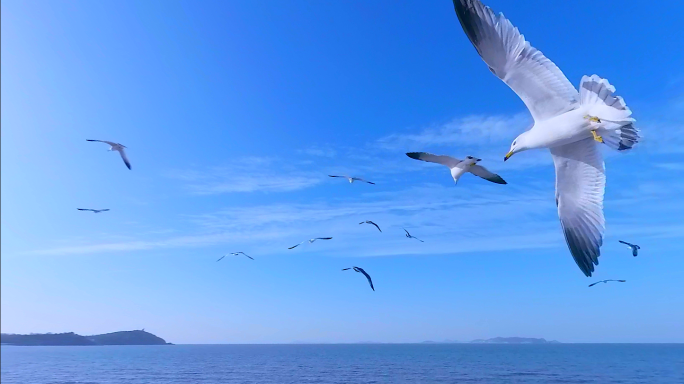 海鸥飞翔在蓝天大海