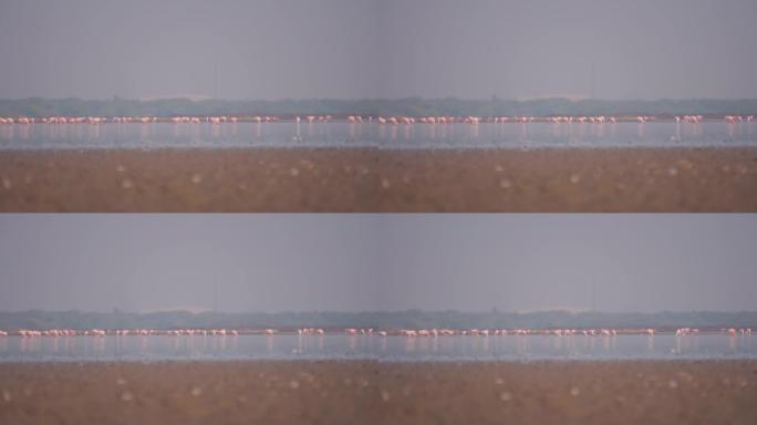 在印度古吉拉特邦库奇的小兰恩拍摄了一群火烈鸟的4k照片。粉红色的火烈鸟在库奇沙漠的蓝色盐湖上行走。观