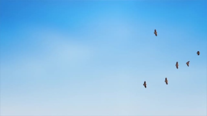 在蓝天循环动画背景中飞翔的鸟类。深紫色天空背景上的轮廓。