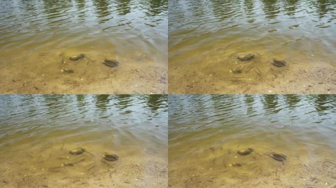 河里的小鱼，在贝壳附近觅食。透明水，沙底。特写