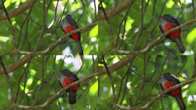 巴拿马Slaty-tailed Trogon