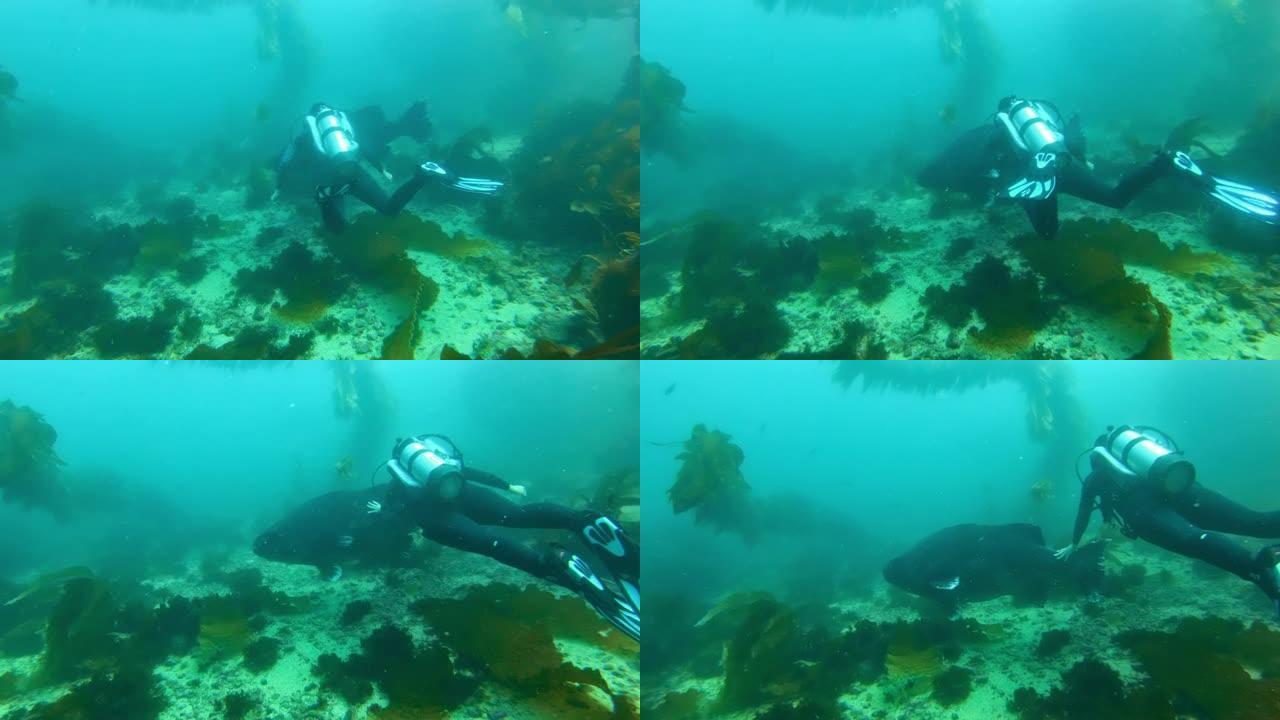 五颜六色的鱼在碧绿的水中游泳。潜水员在海洋中的巨型海带森林中抚摸着巨大的黑鲈鱼