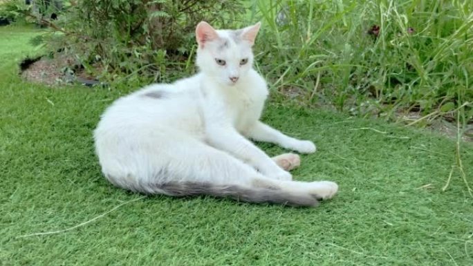 白胡同猫躺在绿草地上。土耳其的流浪猫。夏日放松