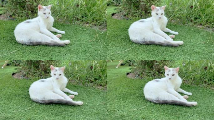 白胡同猫躺在绿草地上。土耳其的流浪猫。夏日放松