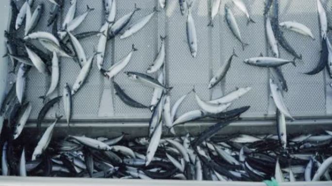 渔业: 北海船上捕获了大量鲭鱼