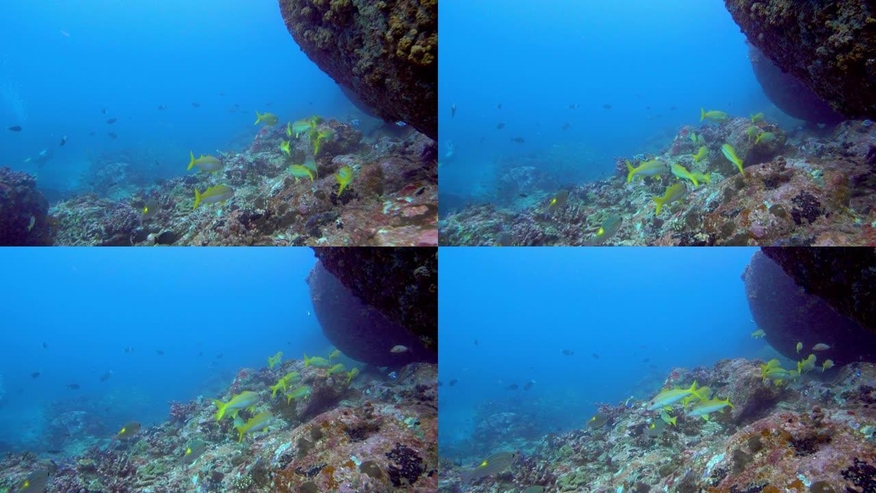 暗礁附近海洋生物的水下景观