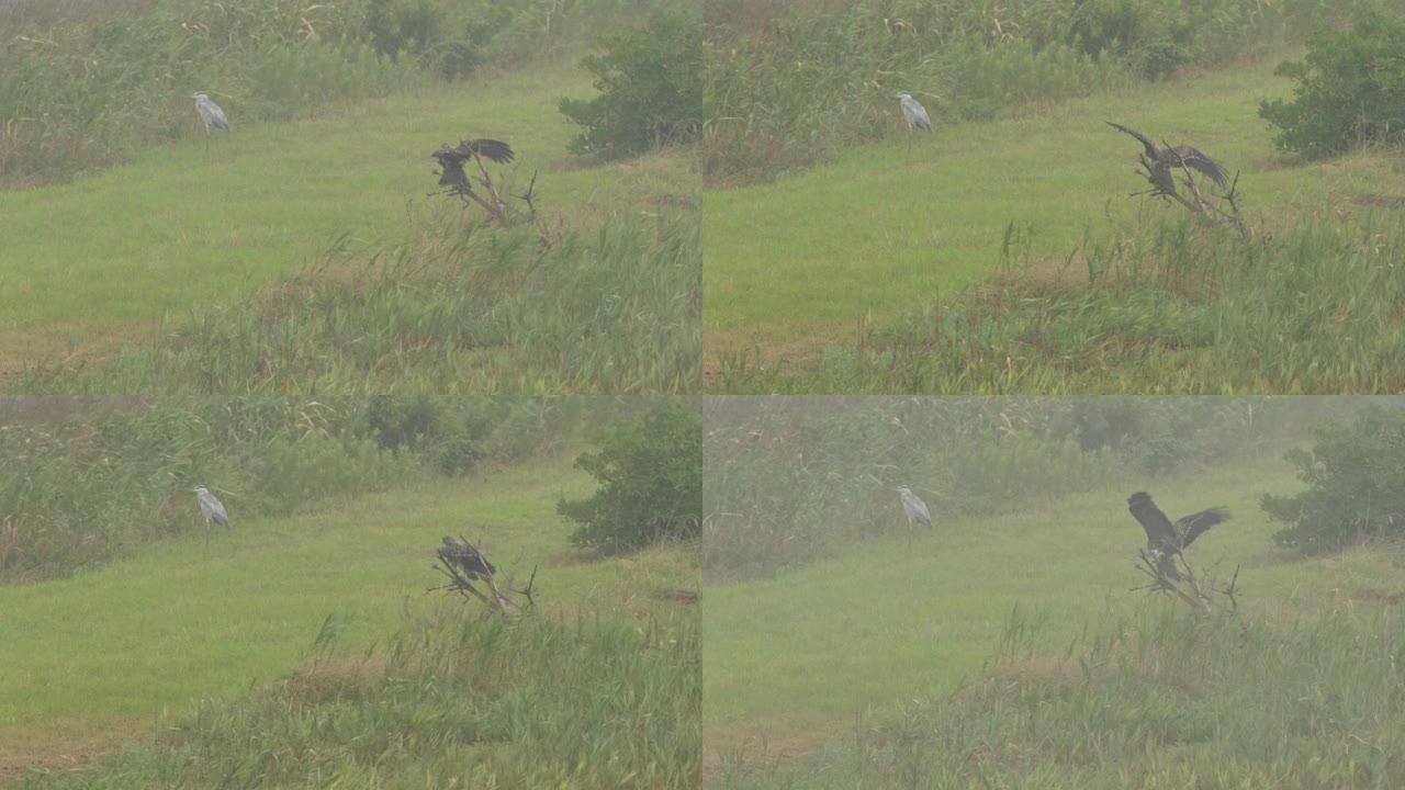 黑风筝在强风和大雨中挣扎。