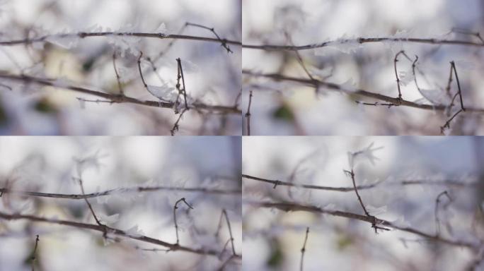 树枝上的小冰冻叶子的细节照片