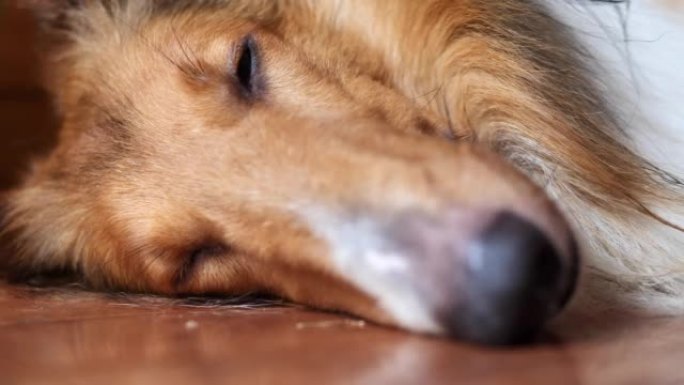 粗糙的牧羊犬睡在木地板上，特写。大种狗在炎热的夏天非常疲倦，睁开眼睛，看着相机，然后再次入睡。4k实