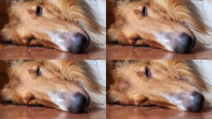 粗糙的牧羊犬睡在木地板上，特写。大种狗在炎热的夏天非常疲倦，睁开眼睛，看着相机，然后再次入睡。4k实