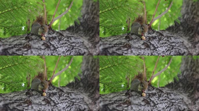 松鼠在树上吃坚果的特写。