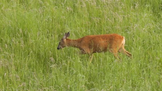 大自然中的野生小鹿。可爱的有趣的小鹿在草地上。在草地上觅食和环顾四周。野生动物ro鹿，橙色毛皮在干草