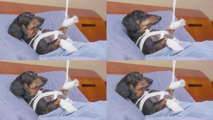 不幸的腊肠狗出事了，所以它躺在医院病房里，用石膏折断的爪子用特殊的系统固定，这样宠物在治疗和治疗过程