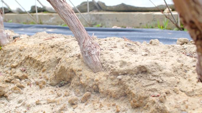 扎根泥土 深深扎根 比喻 扎根比喻