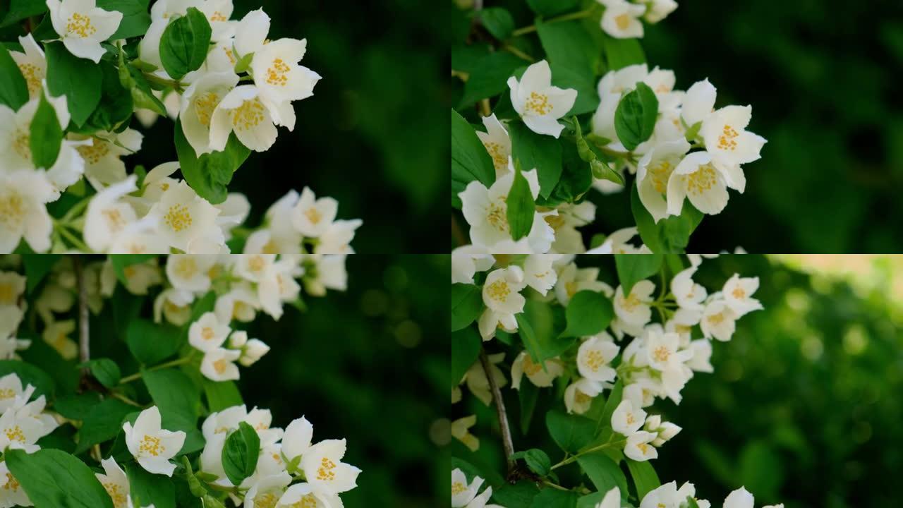 美丽的白色茉莉花在春天开花。开花茉莉灌木的背景。鼓舞人心的天然花卉春天盛开的花园或公园。花卉艺术设计