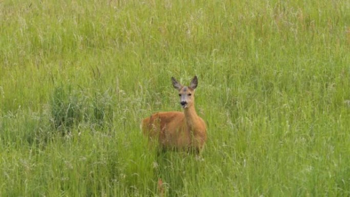 大自然中的野生小鹿。可爱的有趣的小鹿在草地上。在草地上觅食和环顾四周。野生动物ro鹿，橙色毛皮在干草