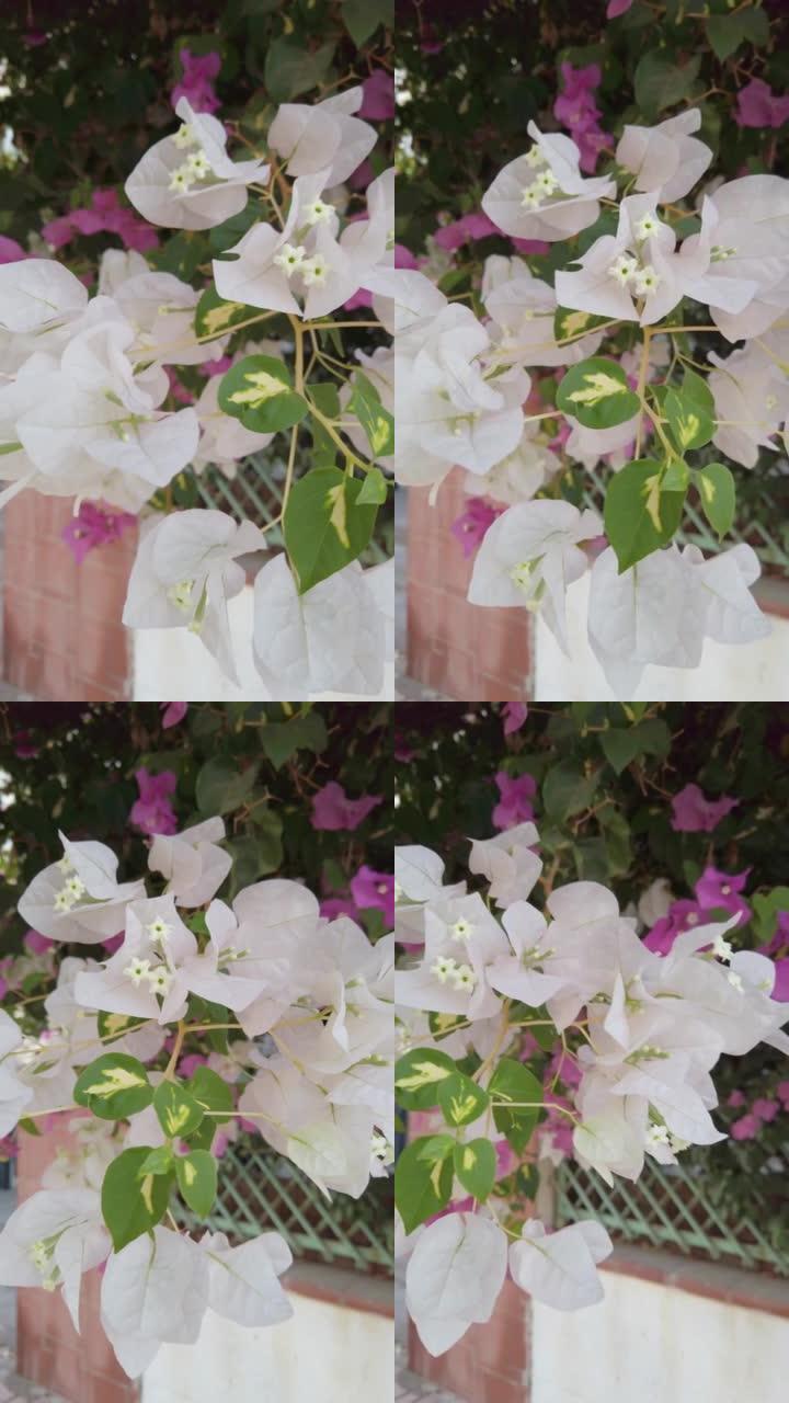 白色九重葛花的特写。明亮的春夏壁纸。垂直视频。