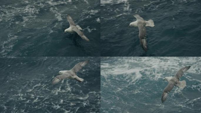 海鸟: fulmar降落在水面上