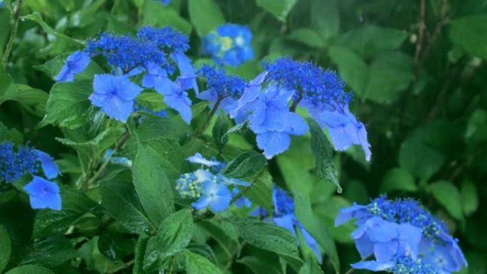 蓝色绣球花和雨的特写