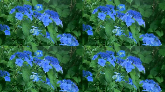 蓝色绣球花和雨的特写