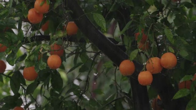 雨中橙树的特写镜头