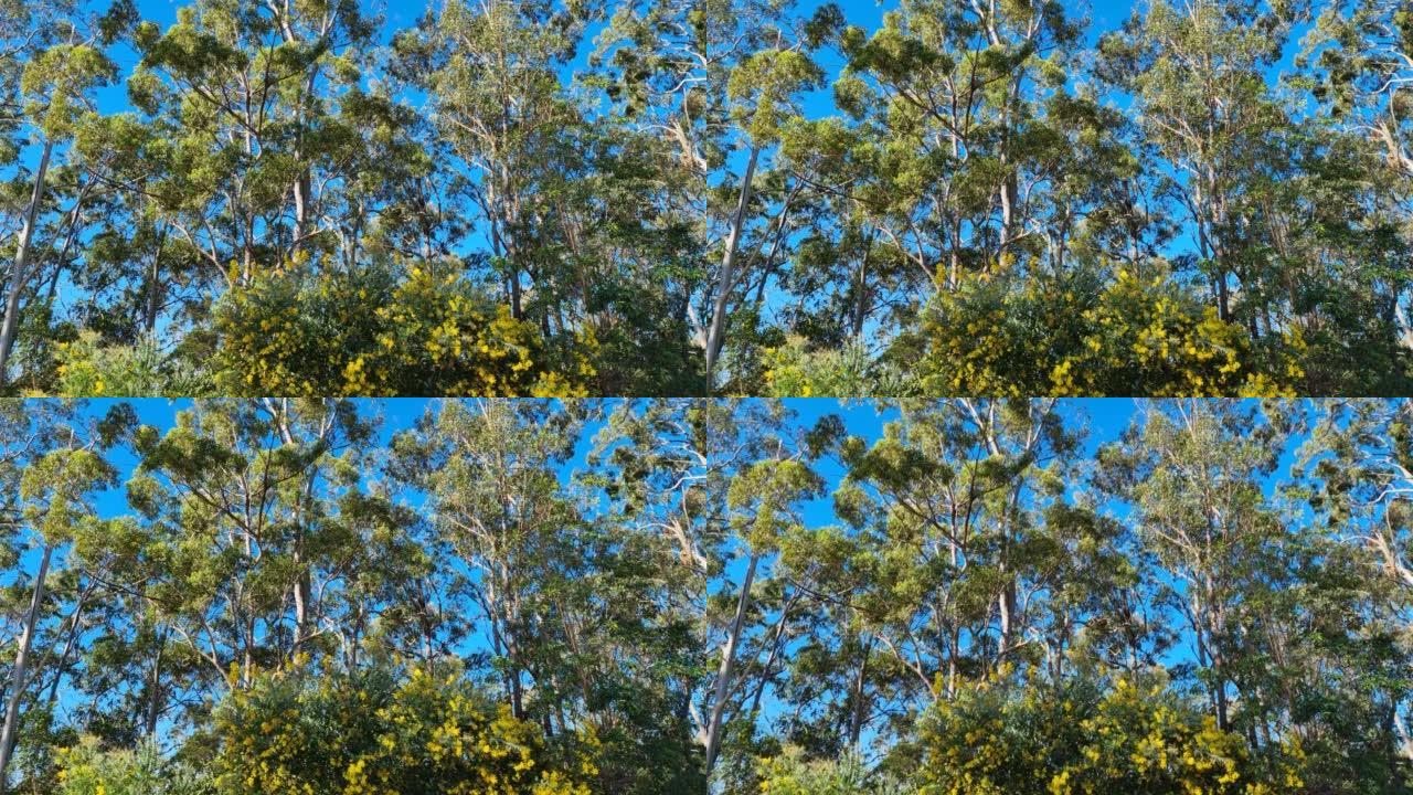 澳大利亚口香糖树和金相思金花草4K