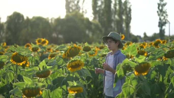 一个小男孩在向日葵地里观察向日葵的生长