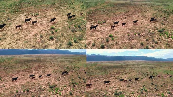 在干旱平原地区寻找食物的自由放养牛群的无人机空中飞行视图。加利福尼亚的农业