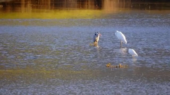 在湖边拍摄白鸟的细节