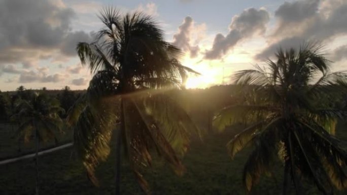 椰子树日落